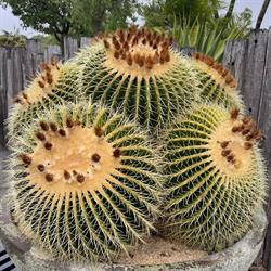 Karnup Nursery - Arid & Exotic Plants