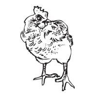 Hens Teeth Trading