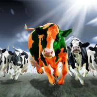Gippsland Dairy Professionals