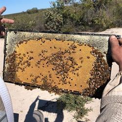 Windarra Honey