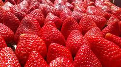Berrylicious Strawberries