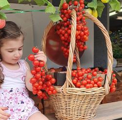 Robertson Fruit Shop