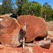 Jackson Tree Services