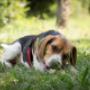 HOT Dog Walking