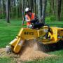 Tree Removal