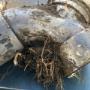 Tree Roots have totally blocked this drain.