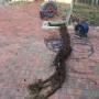 Drain blockage located and tree roots removed.