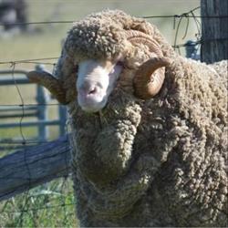 Glanna Merino Stud