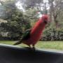 Seed is provided to feed the cheeky, local King Parrots who visit regularly.