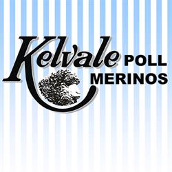 Kelvale Poll Merinos