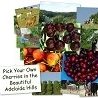 Forest Range Cherries