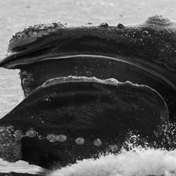 Albany Ocean Adventures / Albany Whale Adventures