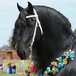 Kendall Park Friesians