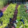 Groundcovers