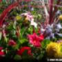 Mixed flowers