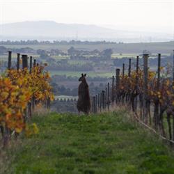 Barwon Ridge Wines