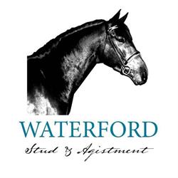 Waterford Stud - Cattle and Horse Stud, Spelling Agistment