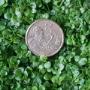 Corsican Mint