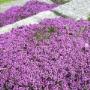 Creeping Thyme