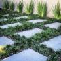 Dwarf Mondo Grass