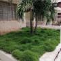 Zoysia Tenuifolia