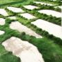 Zoysia grass
