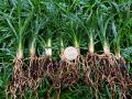 Dwarf Mondo Grass