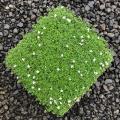 White Star Creeper Trays