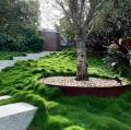 Zoysia Tenuifolia Pots