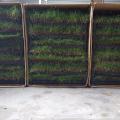 Zoysia Tenuifolia Trays
