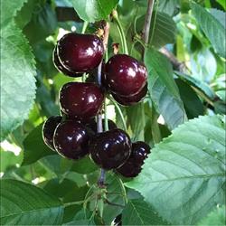 Allambie Orchard