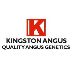 Kingston Angus