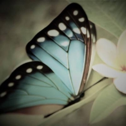 Blue Butterfly Photography