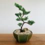Buy Bonsai Melbourne