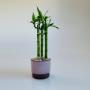 Lucky Bamboo Plant