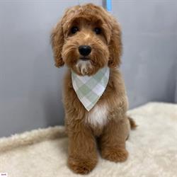 Pimp Your Pets Grooming - Riverstone