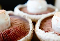 Margin's Mushrooms