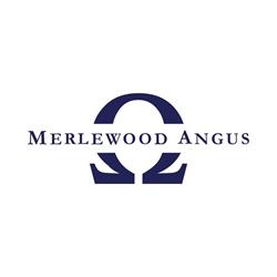 Merlewood Angus