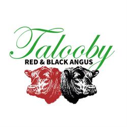 Talooby Angus