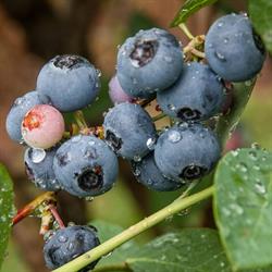 Ticoba Blueberries and Avocados