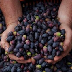 Eagle Bay Olives