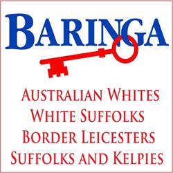 Baringa Studs
