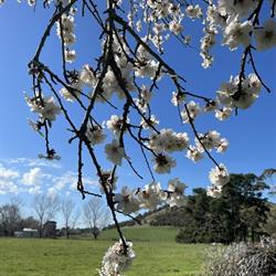 Penshurst Primary School - Vic