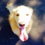I lovely walks with HOT Dog Walking