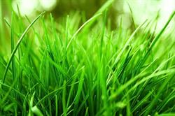 Grass Ain’t Grass