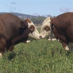 Barana Simmentals & Angus