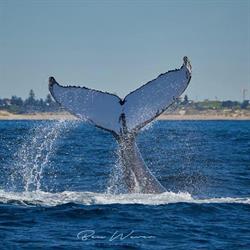Cronulla Whale Watching