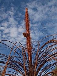 Euroa Arboretum