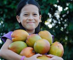 The Mango Fundraiser