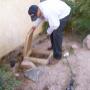 pest control